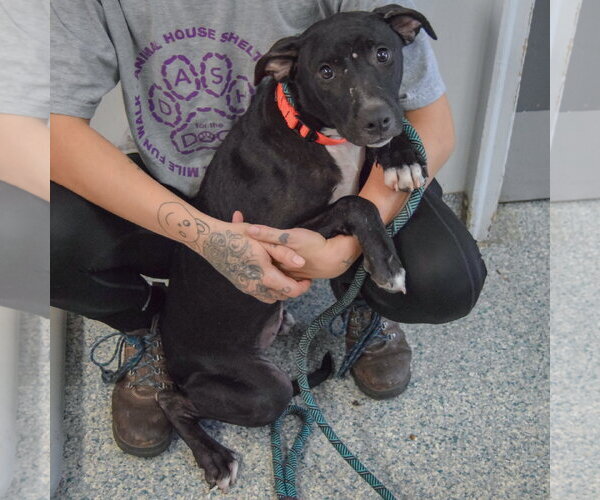Medium Photo #2 American Bulldog-American Staffordshire Terrier Mix Puppy For Sale in Huntley, IL, USA