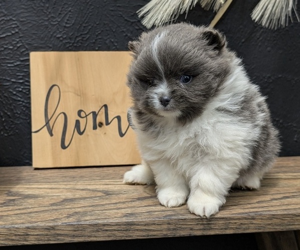 Medium Photo #4 Pomeranian Puppy For Sale in GOSHEN, IN, USA