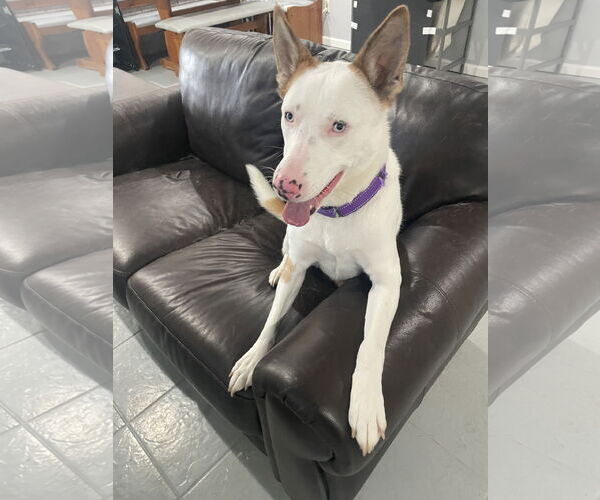 Medium Photo #11 Mutt Puppy For Sale in Chester, NJ, USA