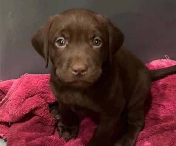 Full screen Photo #2 Labrador Retriever Puppy For Sale in RIVERVIEW, FL, USA