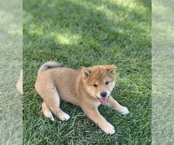 Medium Photo #4 Shiba Inu Puppy For Sale in YUCCA VALLEY, CA, USA
