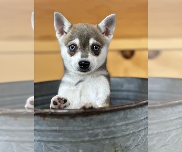 Medium Photo #1 Alaskan Klee Kai-Pomeranian Mix Puppy For Sale in ATHENS, WI, USA