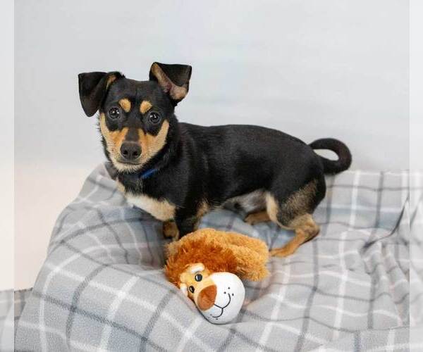 Medium Photo #2 Chiweenie Puppy For Sale in Kennesaw, GA, USA