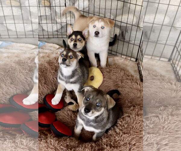 Medium Photo #17 Siberian Husky-Unknown Mix Puppy For Sale in Dana Point, CA, USA