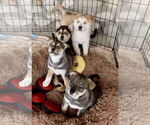 Small #16 Siberian Husky Mix