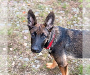 German Shepherd Dog-Unknown Mix Dogs for adoption in Canton, CT, USA