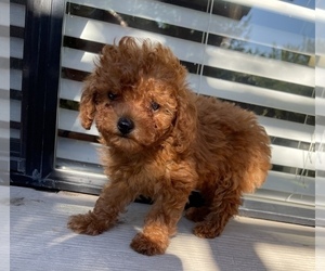Poodle (Toy) Puppy for Sale in MODESTO, California USA