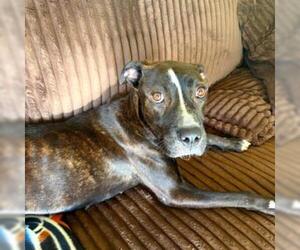 Mutt Dogs for adoption in Tulsa, OK, USA