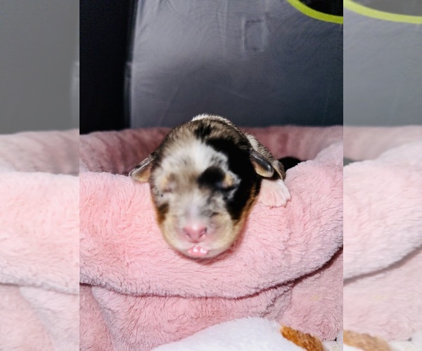 Medium Photo #11 Australian Shepherd Puppy For Sale in NEW BRAUNFELS, TX, USA