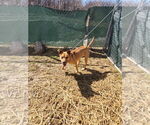 Small #7 American Pit Bull Terrier Mix