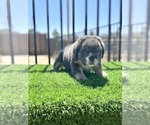 Small #4 English Bulldog