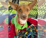 Small Photo #7 Chihuahua-Unknown Mix Puppy For Sale in Arlington, VA, USA