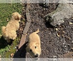 Small #8 Goldendoodle-Poodle (Miniature) Mix