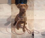 Small #1 American Pit Bull Terrier-American Staffordshire Terrier Mix