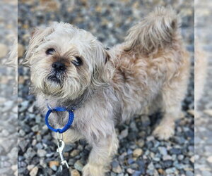 Shih Tzu Dogs for adoption in Walnutport, PA, USA