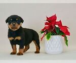 Small Photo #6 Rottweiler Puppy For Sale in NAPPANEE, IN, USA