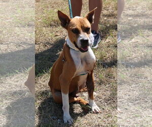 Honey - Female Boxer-Unknown Mix Dog for Adoption