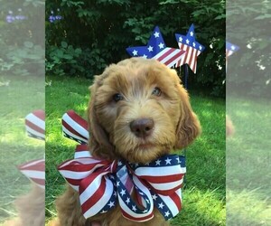 Goldendoodle Puppy for sale in FAIRWOOD, WA, USA