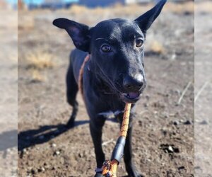 Labrador Retriever-Unknown Mix Dogs for adoption in Monte Vista, CO, USA