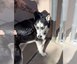 Siberian Husky Dogs for adoption in Cedar Crest, NM, USA
