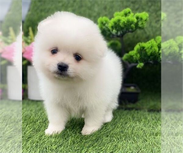 Medium Photo #9 Pomeranian Puppy For Sale in PEMBROKE PINES, FL, USA