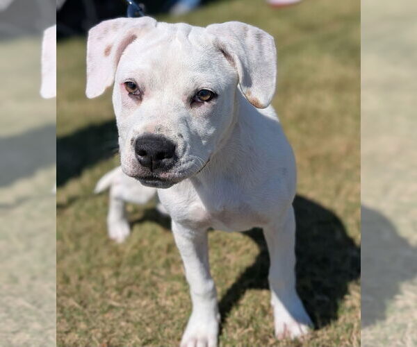 Medium Photo #1 American Pit Bull Terrier-American Staffordshire Terrier Mix Puppy For Sale in Chester, VA, USA