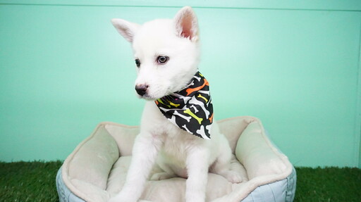 Medium Photo #2 Siberian Husky Puppy For Sale in LAS VEGAS, NV, USA