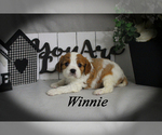 Small #16 Cavalier King Charles Spaniel
