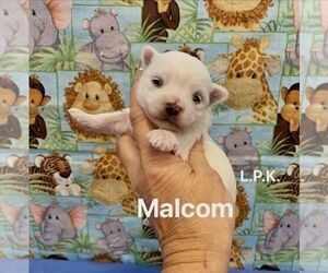 Maltese Puppy for sale in WINNSBORO, LA, USA