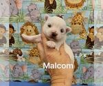 Image preview for Ad Listing. Nickname: Tiny Malcom