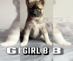 Small Photo #13 Akita-Alaskan Husky Mix Puppy For Sale in LEXINGTON, KY, USA