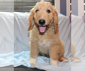 Goldendoodle Puppy for sale in BLOOMINGTON, IN, USA