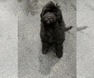 Shorkie Tzu-Unknown Mix Puppy for sale in WARSAW, IN, USA