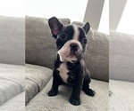 Small Photo #2 French Bulldog Puppy For Sale in MIRA LOMA, CA, USA