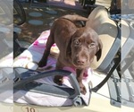 Small Photo #5 Labrador Retriever Puppy For Sale in SANTA CLARITA, CA, USA