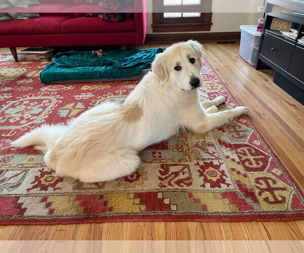 Medium Photo #1 Great Pyrenees Puppy For Sale in Minneapolis, MN, USA