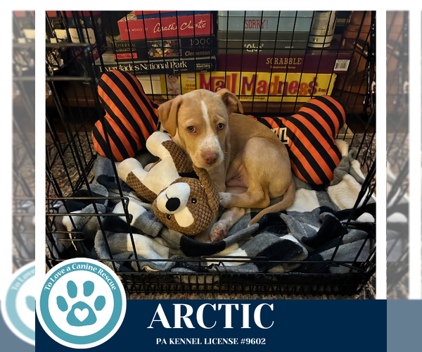 Medium Photo #6 Labrador Retriever-Unknown Mix Puppy For Sale in Kimberton, PA, USA