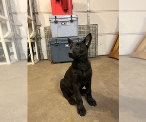 Dutch Shepherd Dog-German Shepherd Dog Mix Puppy for sale in PUEBLO, CO, USA