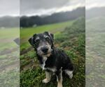 Small Tibetan Terrier Mix