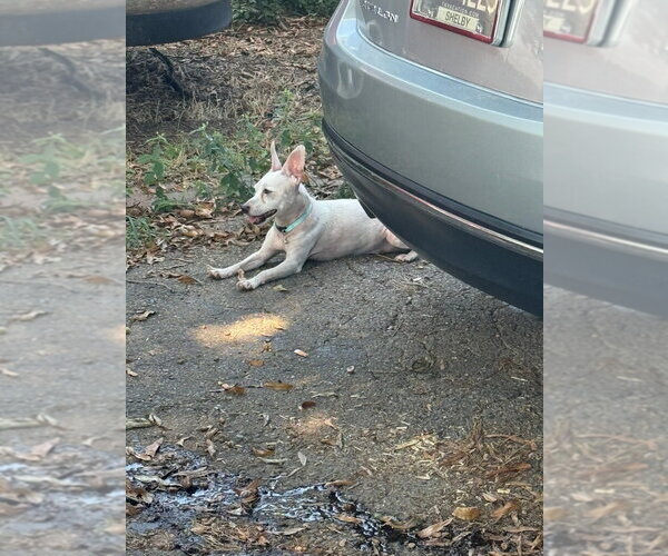 Medium Photo #2 Chihuahua-Unknown Mix Puppy For Sale in Munford, TN, USA