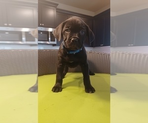 Cane Corso Puppy for sale in MERCED, CA, USA