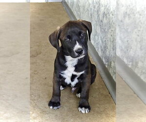 Australian Shepherd-Unknown Mix Dogs for adoption in Estherville, IA, USA