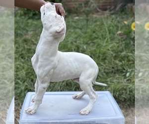 Dogo Argentino Puppy for sale in ATLANTA, GA, USA