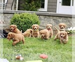 Small #2 Miniature Labradoodle