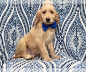 Goldendoodle Puppy for sale in LAKELAND, FL, USA