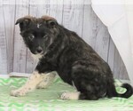 Small Photo #2 Norwegian Elkhound-Unknown Mix Puppy For Sale in FREDERICKSBG, OH, USA