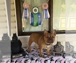 Small Photo #1 French Bulldog Puppy For Sale in SPOKANE, WA, USA