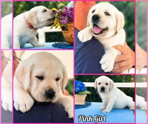 Labrador Retriever Puppy for sale in MOUNT AIRY, MD, USA