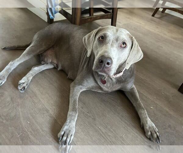 Medium Photo #1 Labrador Retriever Puppy For Sale in Clovis, CA, USA
