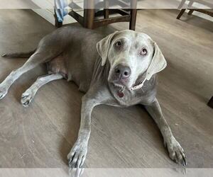 Labrador Retriever Dogs for adoption in Clovis, CA, USA